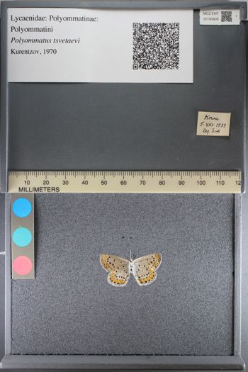 Media type: image;   Entomology 193439